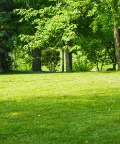 Brighter Blooms TurboTurf™ Sun & Shade Grass Seed 5 Brighter Blooms TurboTurf™ Sun & Shade Grass Seed