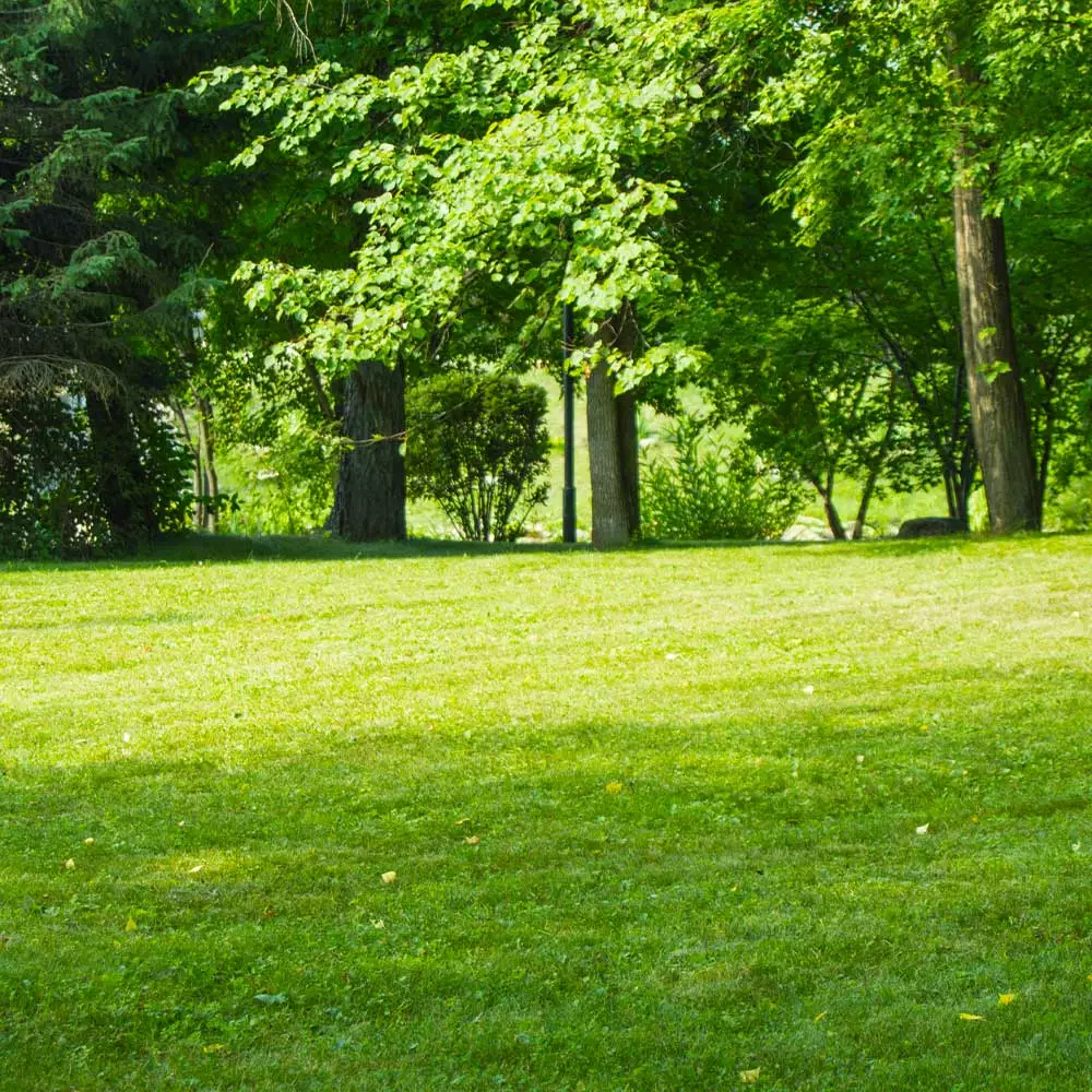 Brighter Blooms TurboTurf™ Sun & Shade Grass Seed 3 Brighter Blooms TurboTurf™ Sun & Shade Grass Seed