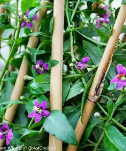 Brighter Blooms Sweet Lifeberry® Goji Berry Plant SHOP ALL 10 Brighter Blooms Sweet Lifeberry® Goji Berry Plant SHOP ALL