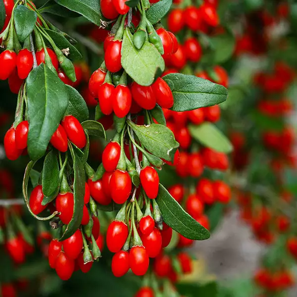 Brighter Blooms Sweet Lifeberry® Goji Berry Plant SHOP ALL 1 Brighter Blooms Sweet Lifeberry® Goji Berry Plant SHOP ALL