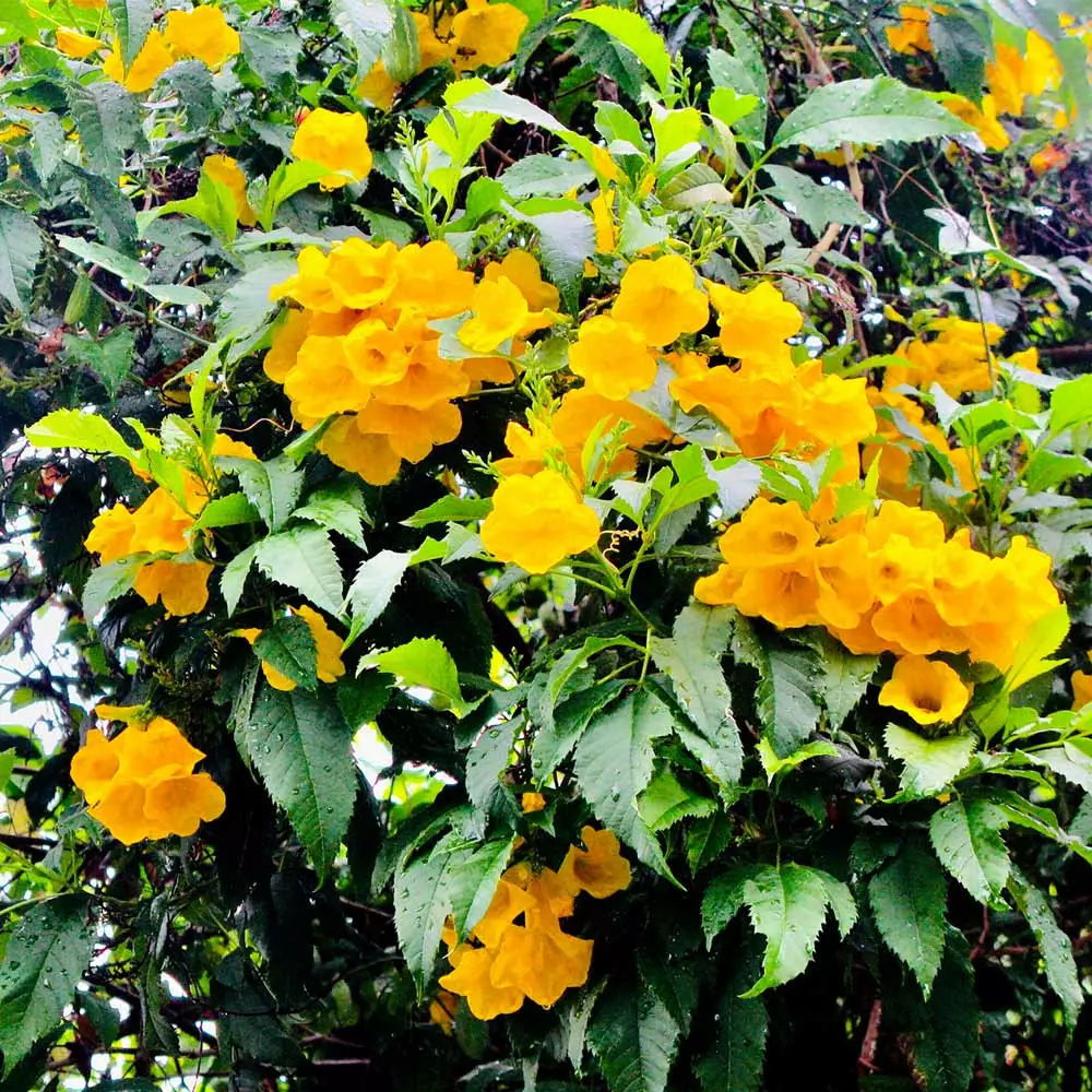 Brighter Blooms SHOP ALL Sundance Tecoma 2 Brighter Blooms SHOP ALL Sundance Tecoma