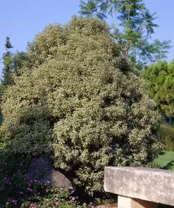 Brighter Blooms Shrubs & Hedges Variegated Pittosporum Shrub