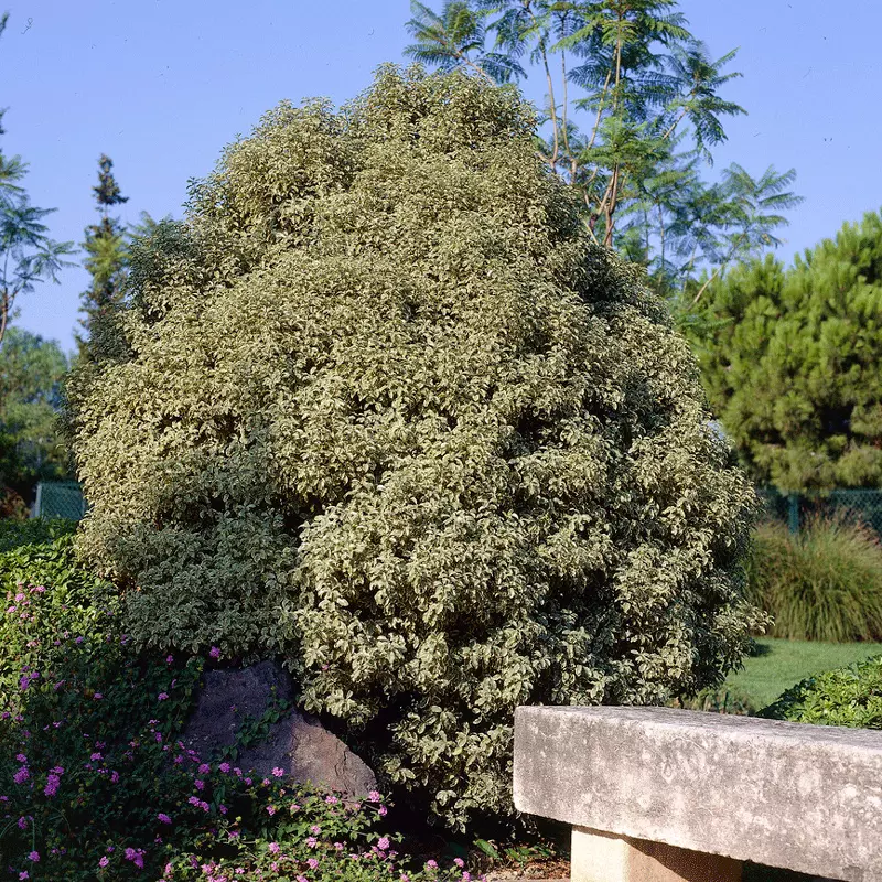 Brighter Blooms Shrubs & Hedges Variegated Pittosporum Shrub 2 Brighter Blooms Shrubs & Hedges Variegated Pittosporum Shrub