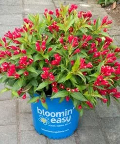 Brighter Blooms Crimson Kisses'® Weigela Shrub 7 Brighter Blooms Crimson Kisses'® Weigela Shrub