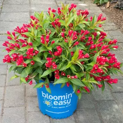 Brighter Blooms Crimson Kisses'® Weigela Shrub 3 Brighter Blooms Crimson Kisses'® Weigela Shrub