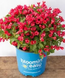 Brighter Blooms Crimson Kisses'® Weigela Shrub 9 Brighter Blooms Crimson Kisses'® Weigela Shrub