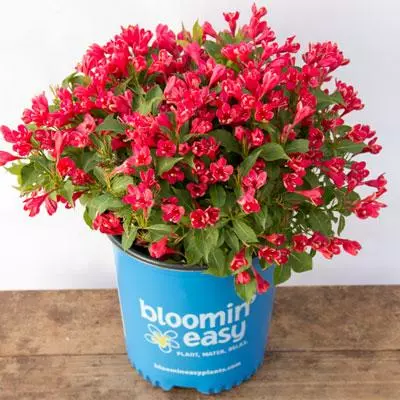 Brighter Blooms Crimson Kisses'® Weigela Shrub 5 Brighter Blooms Crimson Kisses'® Weigela Shrub