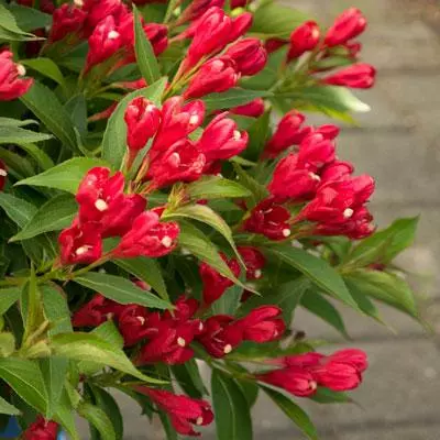 Brighter Blooms Crimson Kisses'® Weigela Shrub 2 Brighter Blooms Crimson Kisses'® Weigela Shrub