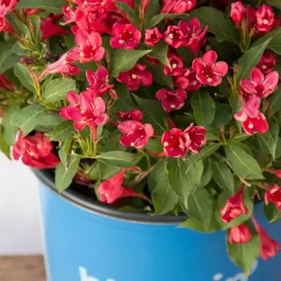 Brighter Blooms Crimson Kisses'® Weigela Shrub 4 Brighter Blooms Crimson Kisses'® Weigela Shrub