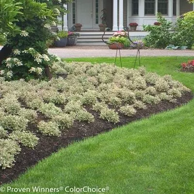 Brighter Blooms My Monet Weigela Shrub 2 Brighter Blooms My Monet Weigela Shrub