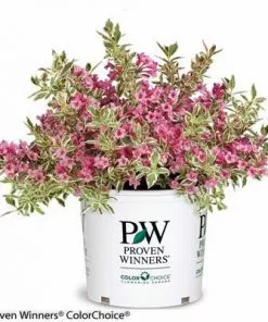 Brighter Blooms My Monet Weigela Shrub 10 Brighter Blooms My Monet Weigela Shrub