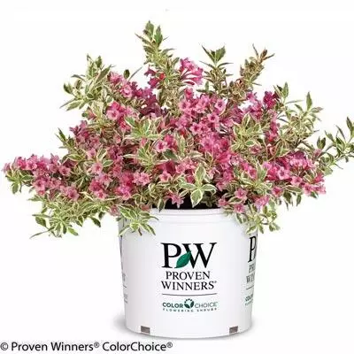 Brighter Blooms My Monet Weigela Shrub 5 Brighter Blooms My Monet Weigela Shrub