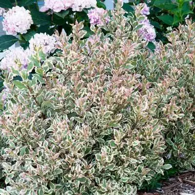 Brighter Blooms My Monet Weigela Shrub 4 Brighter Blooms My Monet Weigela Shrub