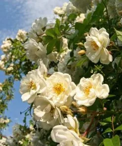 Brighter Blooms White Knock Out® Rose Shrubs & Hedges