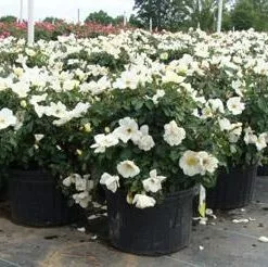 Brighter Blooms White Knock Out® Rose Shrubs & Hedges