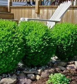 Brighter Blooms Winter Gem Boxwood Shrub 5 Brighter Blooms Winter Gem Boxwood Shrub