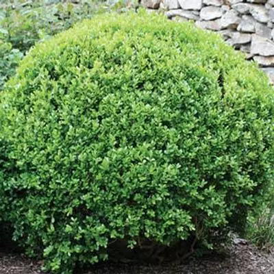 Brighter Blooms Winter Gem Boxwood Shrub 2 Brighter Blooms Winter Gem Boxwood Shrub