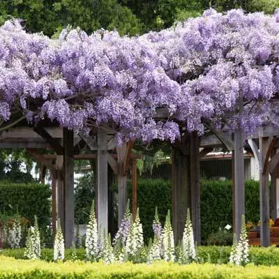 Brighter Blooms SHOP ALL Purple Wisteria Vine 6 Brighter Blooms SHOP ALL Purple Wisteria Vine