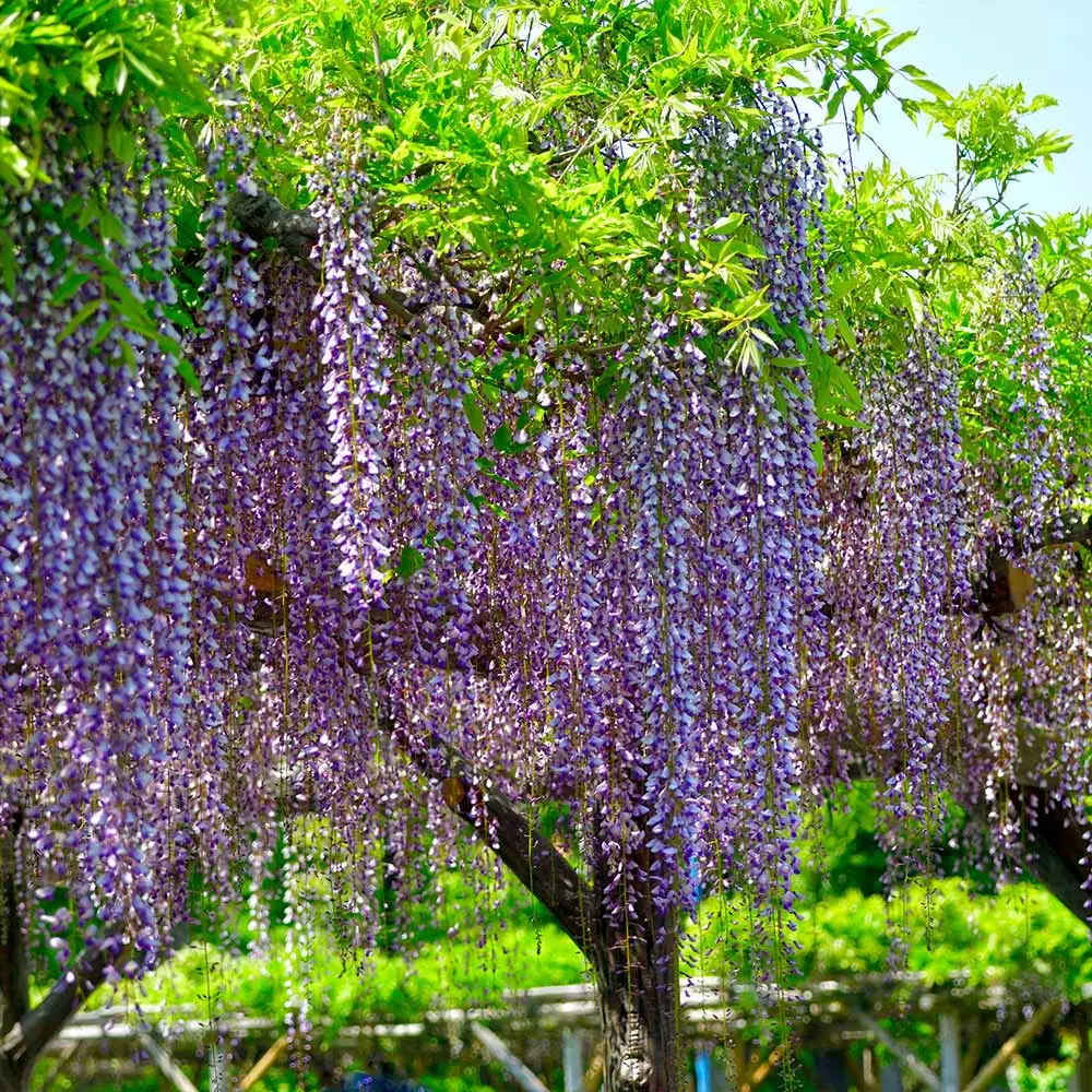 Brighter Blooms Purple Wisteria Tree 3 Brighter Blooms Purple Wisteria Tree