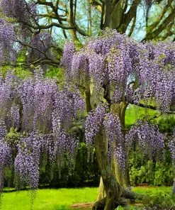Brighter Blooms Purple Wisteria Tree 7 Brighter Blooms Purple Wisteria Tree