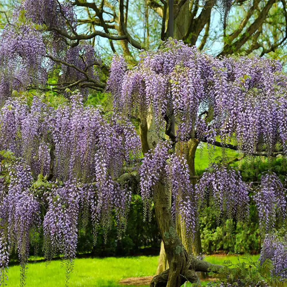 Brighter Blooms Purple Wisteria Tree 4 Brighter Blooms Purple Wisteria Tree