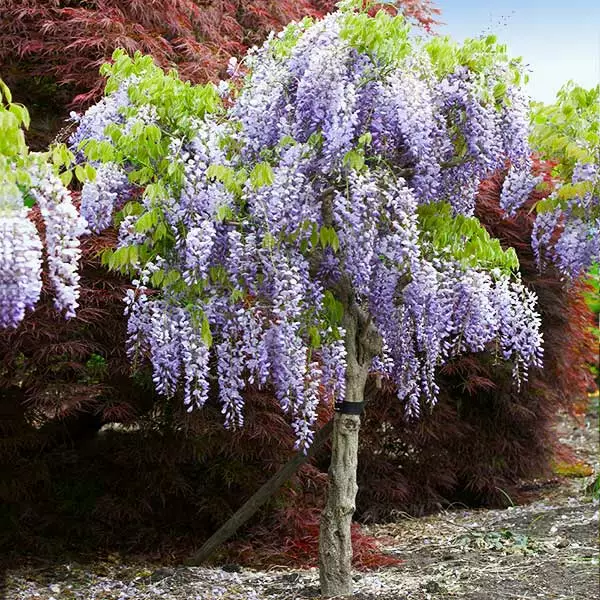 Brighter Blooms Purple Wisteria Tree 1 Brighter Blooms Purple Wisteria Tree